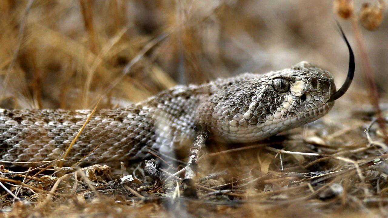 2 Green Valley residents bitten by snakes in separate incidents